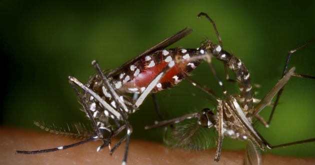 Invasión del zika en América comenzó en 2013: Estudio