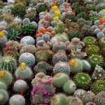 Botánicos reproducen plantas endémicas en Sonora