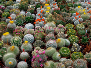 Botánicos reproducen plantas endémicas en Sonora