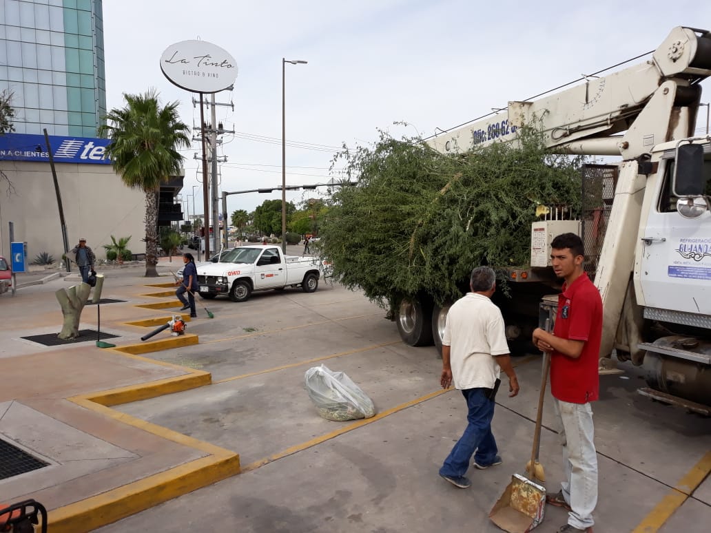 Lamenta Alcaldesa Celida López tala no autorizada de árboles en Hermosillo.
